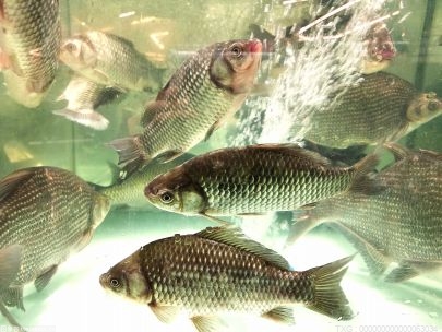 又是一年秋来到鲟鳇鱼做一道火锅 颠覆你对传统火锅的认知