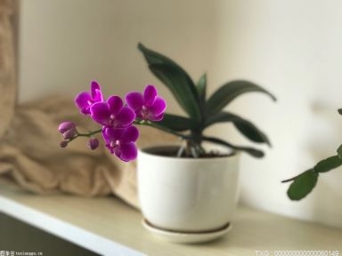 花盆底部沒有孔怎么打孔？無孔花盆適合養什么花？