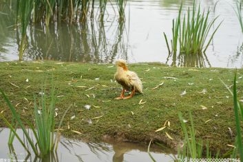 肉鸭出栏前7天如何安全增重？肉鸭出栏前喂盐水的方法？