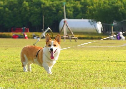 英国斗牛犬一般多少钱一只？英国斗牛犬的优缺点？