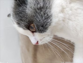 英短蓝猫的价格是多少？英短蓝猫拉肚子怎么办？