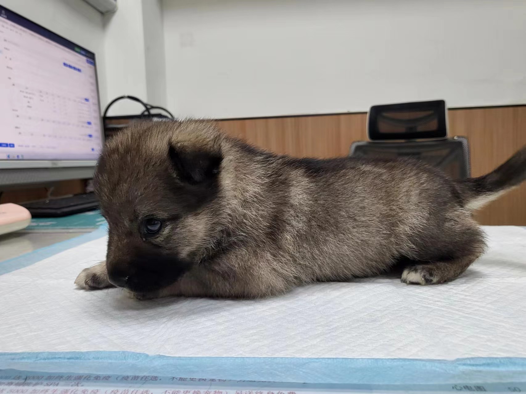 马犬幼犬的正确饲养方法是什么？马犬真正认主人的表现？