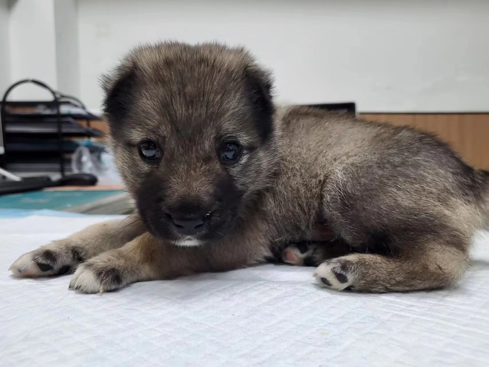 为什么不能当面清理狗大便？幼犬是关笼子里好还是放出来好？