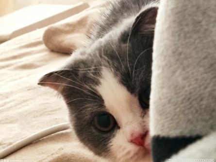 猫咪有耳螨可以怎么治疗？猫咪有眼屎是什么原因？